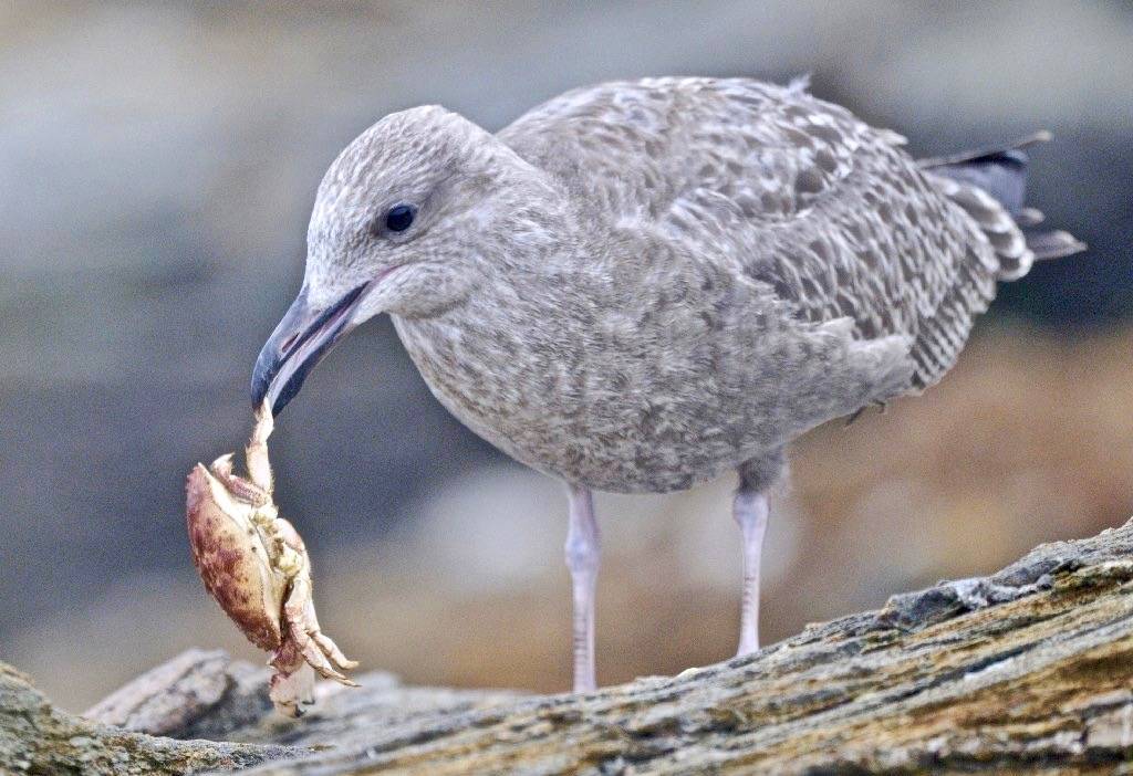 Photo of the Week - Herring Gull (RI) by Bill Thompson/U. S. Fish and Wildlife Service - Northeast Region is marked with CC PDM 1.0